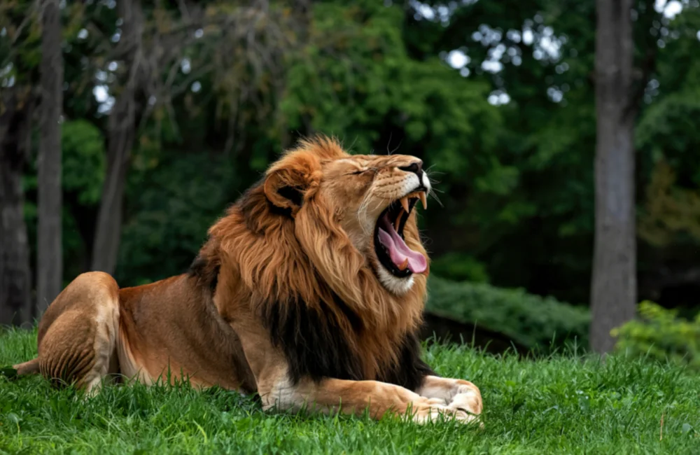 ศรีอยุธยา ไลอ้อน ปาร์ค – รถเช่า SUMMERCARRENT ราคาถูกจริง ที่เที่ยวอยุธยา ศรีอยุธยา ไลอ้อน ปาร์ค